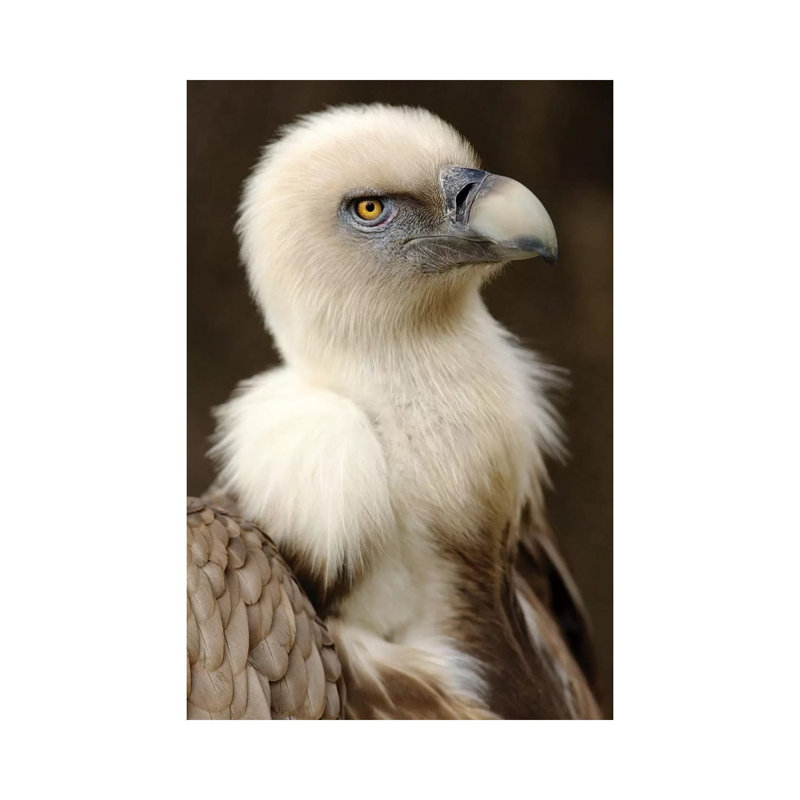 Griffon VI by Goran Anastasovski - Wrapped Canvas Print, 20.32 cm H x 30.48 cm W