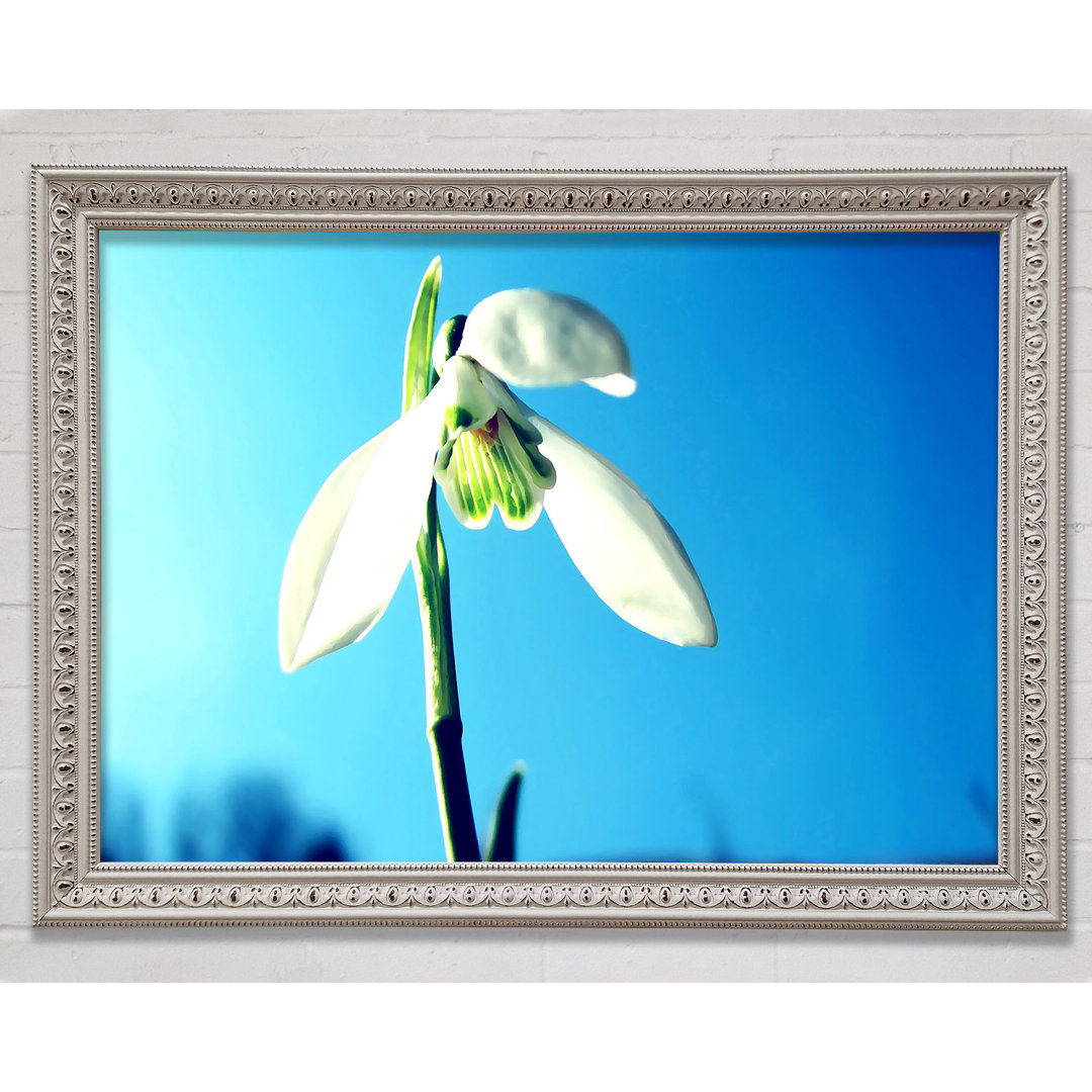 Gerahmtes Wandbild Snowdrop Spring