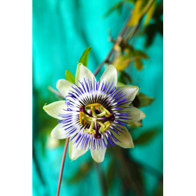 " Passion Flower " by Keikona