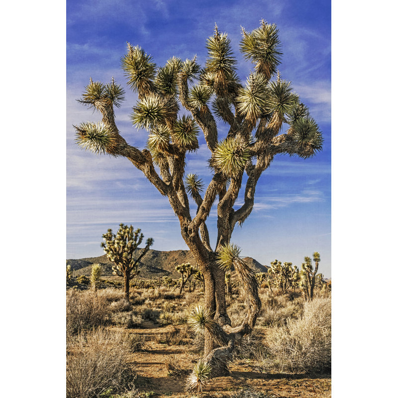 Vue de l'arbre de Josué III, H 36 po x l 24 po x P 1,25 po
