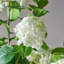 Grand arbre d'hortensia artificiel de 8 pi avec tiges de bois véritable