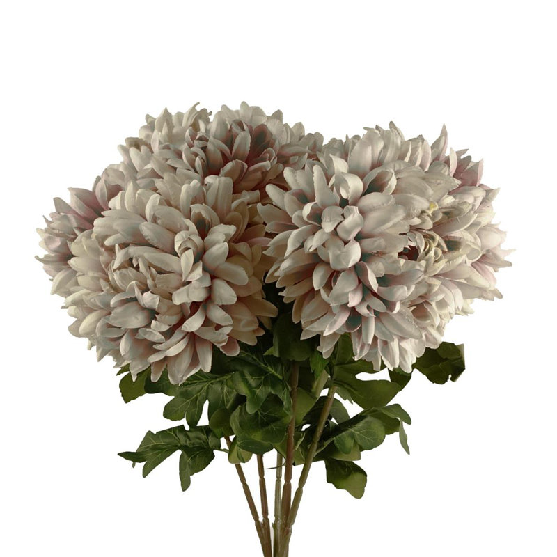 Antiqua Arrangement
