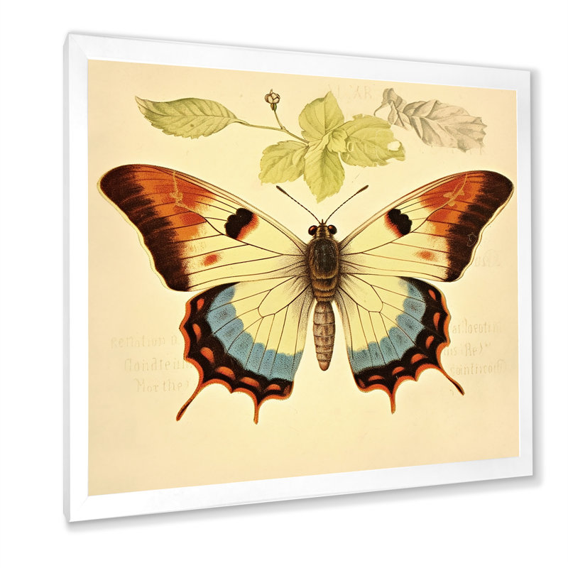 Illustration rétro d'un papillon élégant I, H 16 po x l 16 po x P 1 po, Cadre simple blanc