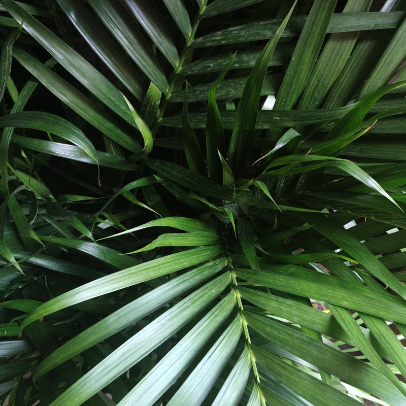 Jungle Vibes - Photographie sur toile tendue, H 12 po x l 12 po, Cadre simple argenté, Oui