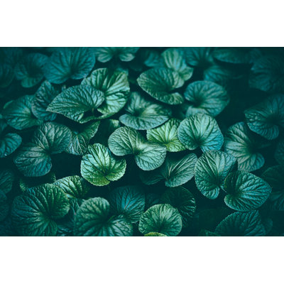 Green Leaves Background by Jasmina007 - Print