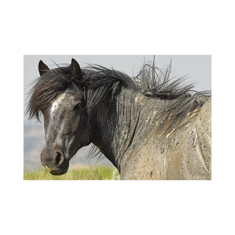 The Stallion by Brian Wolf - Wrapped Canvas Gallery-Wrapped Canvas Giclée, 45.72cm H x 66.04cm W