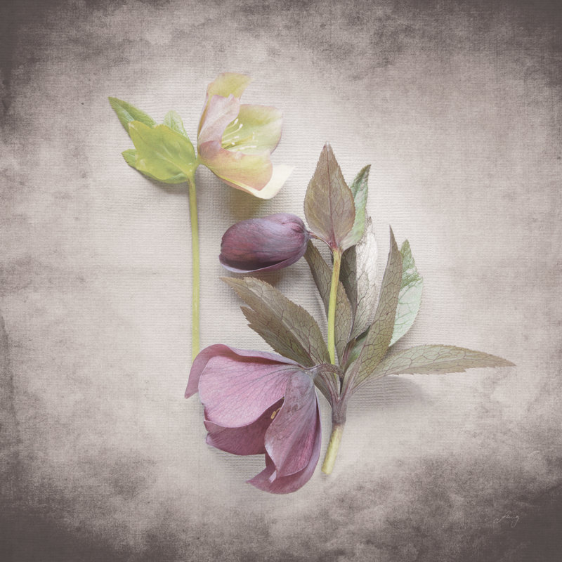 Étude d'Hellebore rétro VII, H 36 po x l 36 po x P 1,25 po