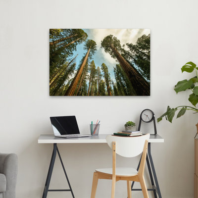 Sequoia Treescape Blue Sky Landscape Nature Photography Tree Forest Photography Sky Art Contemporary