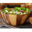Arche Of Bees Salad Bowl