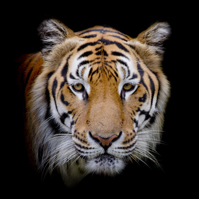 Tiger by Peerajit - Wrapped Canvas Print