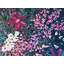 Fall 2001 Print by Mary Sullivan
