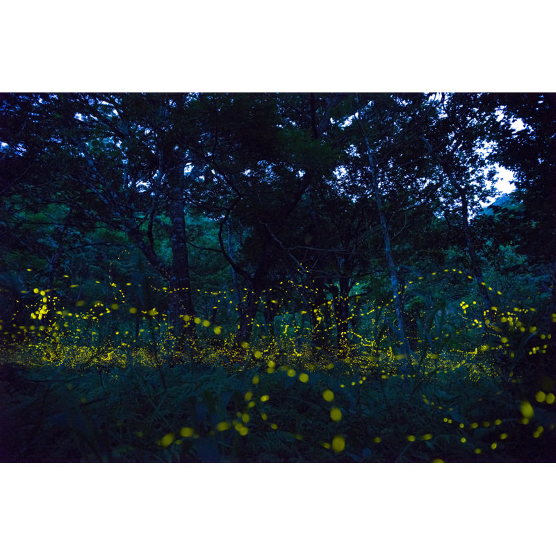 Yaeyamabotaru by Baihoen - Wrapped Canvas Print, 30cm H x 46cm W 