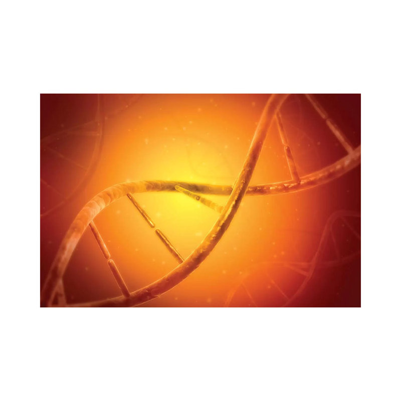 Conceptual Image Of DNA V by Stocktrek Images - Wrapped Canvas Gallery-Wrapped Canvas Giclée, 66.04 cm H x 45.72 cm W