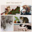 Cat Shelves with Ergonomically Curved Platform