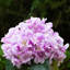 Arrangement d'hortensias en soie dans un vase-88518424