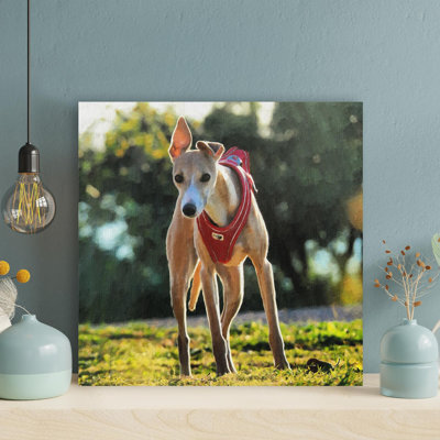 Lévrier italien brun avec collier martingale rouge - 1 pièce, impression sur toile tendue