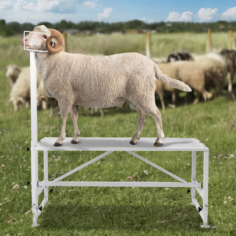 Adjustable Grooming Tub, 162.8cm H x 119.4cm W x 58.4cm D, White