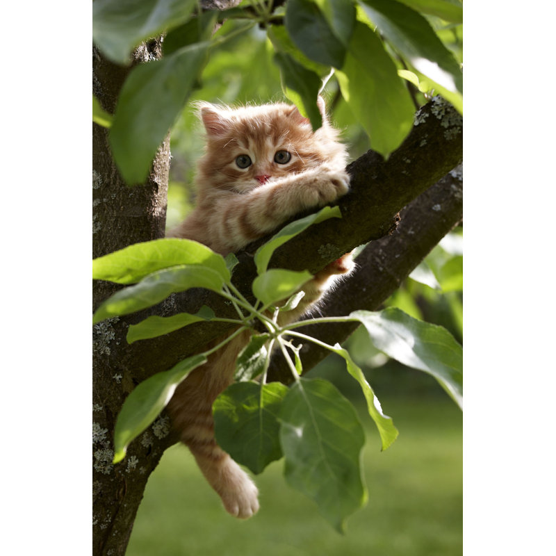 Red Kitten - Wrapped Canvas Rectangle Print, 91cm H x 61cm W x 3.8cm D