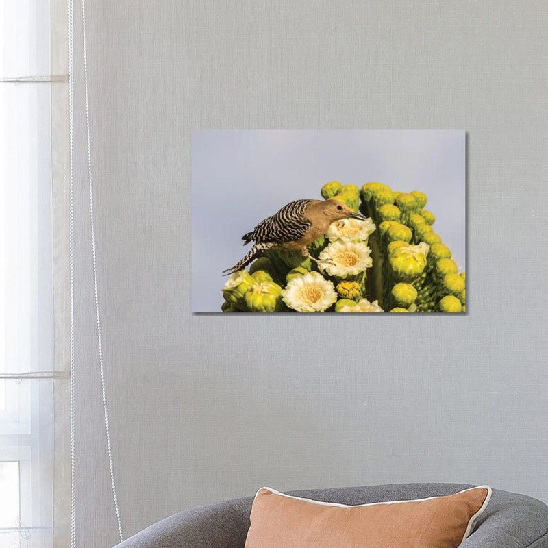 USA, Arizona, Sabino Canyon. Male gila woodpecker feeding on cactus blossom. 1 Piece Wrapped Canvas Wall Art
