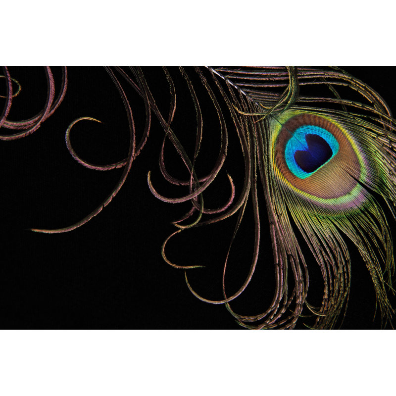 Peacock Feather On Black - Wrapped Canvas Print, 61cm H x 91cm W x 3.8cm D