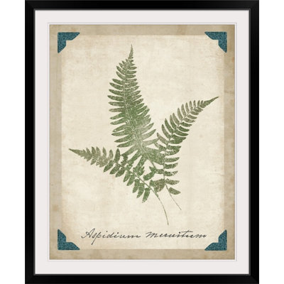 Vintage Ferns  Vintage Ferns X
