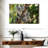 Australian Koala Bears-107922763