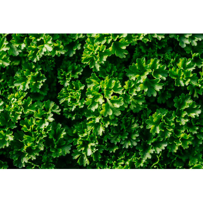 Herbs 1 Piece Wrapped Canvas Wall Art