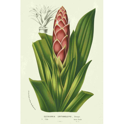 Broméliacées tropicales I