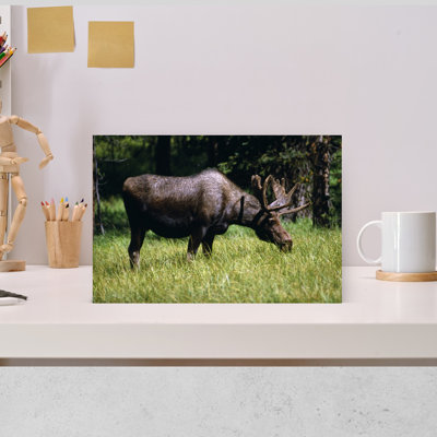 Moose Grazing In Meadow Yellowstone National Park Wyoming USA by Green Earth Collection - Wrapped Canvas Print