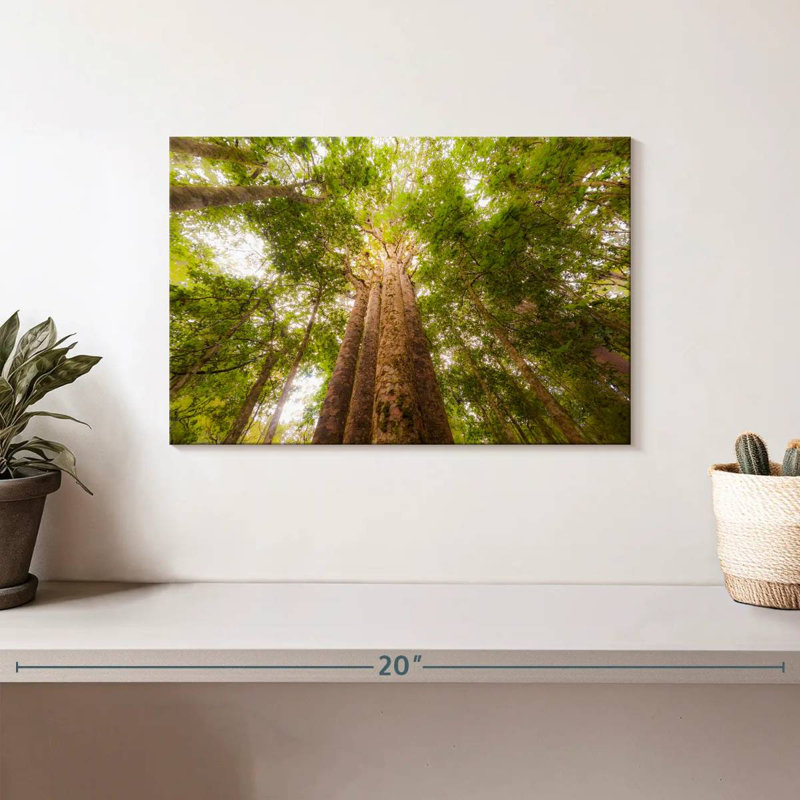 Harnek Waipoua Kauri Trees, 8" H x 12" W