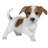 Jack Puppy Playing Statue