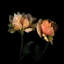 La vie en rose par Magda Indigo - reproduction de photo-374027220-374027223-374027217