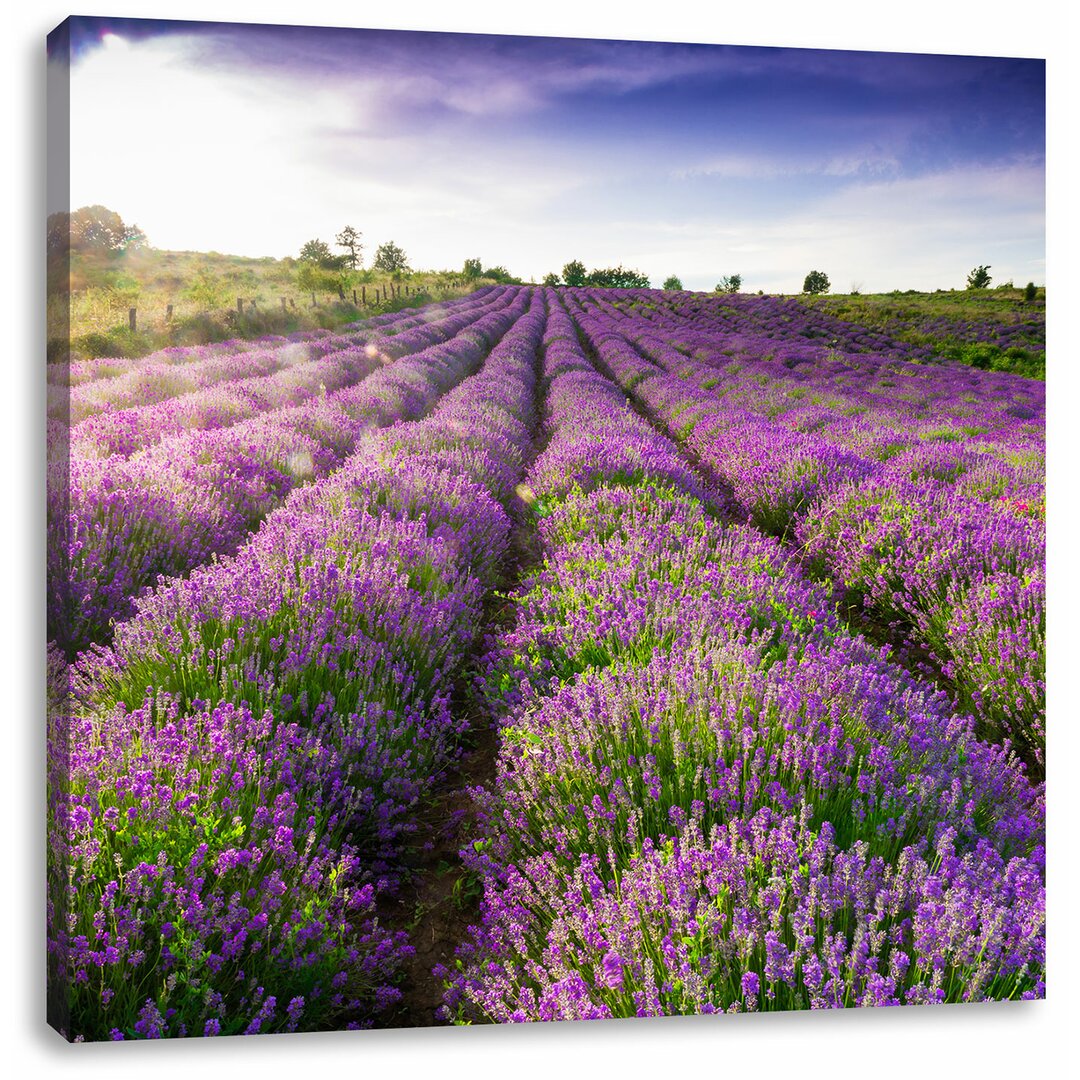 Leinwandbild Lavendelfelder der Provence