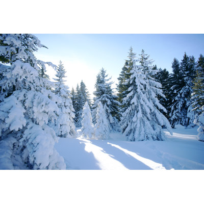 Forest In Winter by Ermingut - Wrapped Canvas Print