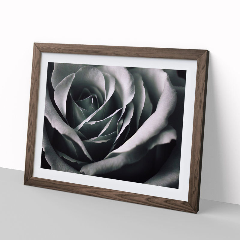 Striking Rose Flower - Single Picture Frame Print, 25cm H x 34cm W x 2cm D, Walnut