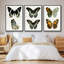 Ensemble de 3 papillons bleus antiques I encadrés sur toile-97759566-97759570