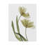 «Xray Tulip I» par Judy Stalus, reproduction d'art sur toile-1491795124
