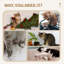 Centre d'activités pour chats à 3 niveaux, griffoirs, coussins moelleux et aires de jeux. Sécuritaire pour les petits chats, salle de sport amusante dans la jungle, chats en sécurité de moins de 9 lb,