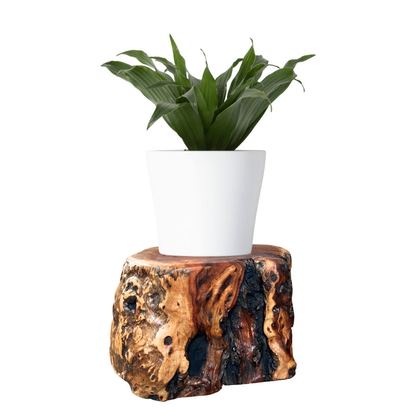 Tabouret de souche de tronc d'arbre naturel avec support pour plante en bois massif, tabouret, banc de jardin, table d'appoint, table de bout