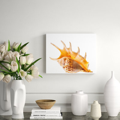 Spider Conch Shell Print