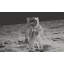 Papier peint de qualité supérieure - Astronaute Moon Landing-541122499