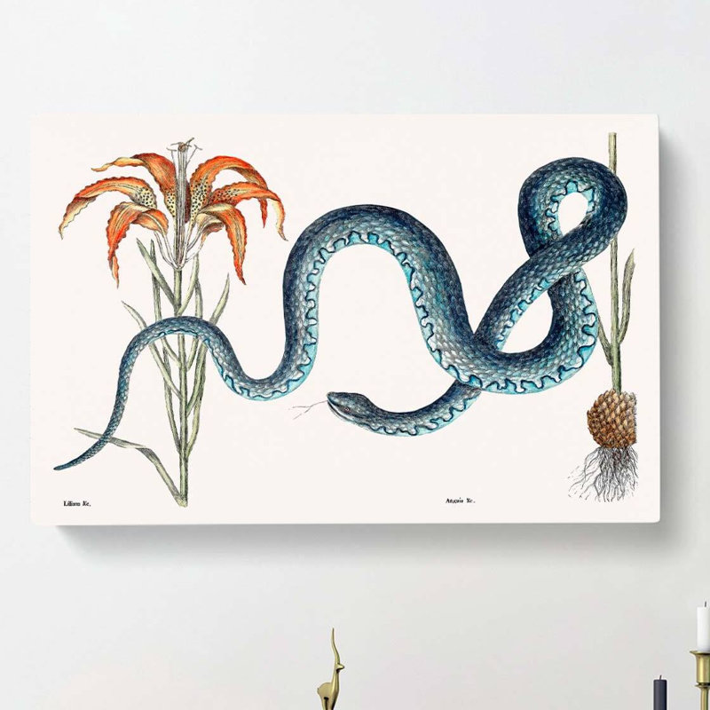Blue Wampum Snake by Mark Catesby - Wrapped Canvas, 60cm H x 91cm W x 3cm D