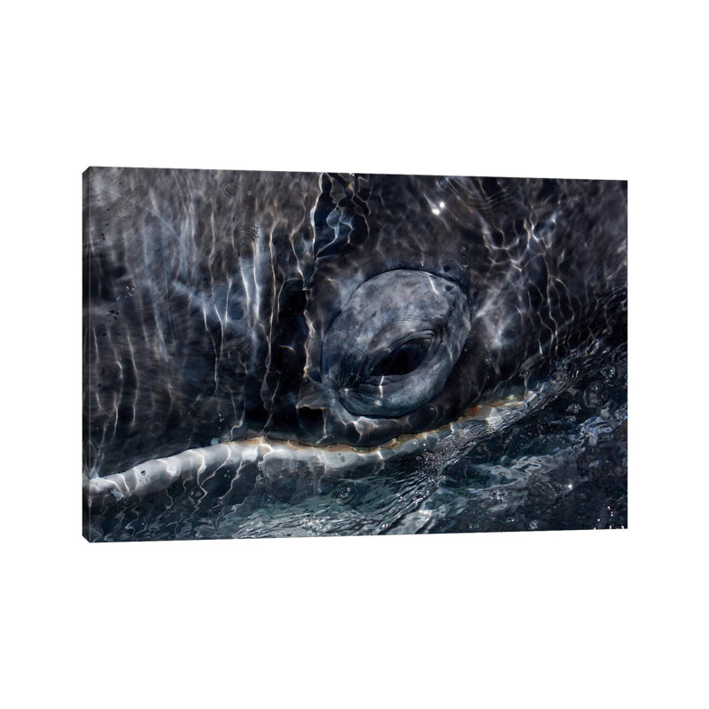 Whale Eye San Ignacio Lagoon Baja California Mexico by Hiroya Minakuchi - Wrapped Canvas Print