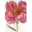 Imprimé matelassé avec pivoine rose | Décoration florale-1106507481-1106507479