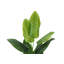 Mcdaniel Strelitzia plante
