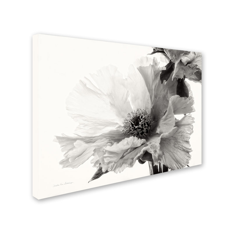 « translucide pivoine vbw », reproduction sur toile tendue, H 24 po x l 32 po