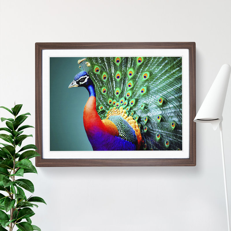 Blossoming Peacock - Single Picture Frame Print, 46cm H x 64cm W x 2cm D, Walnut Framed