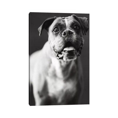 Cassius by Rachael Hale - Print on Canvas