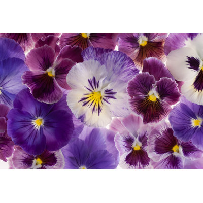 " Pansy "