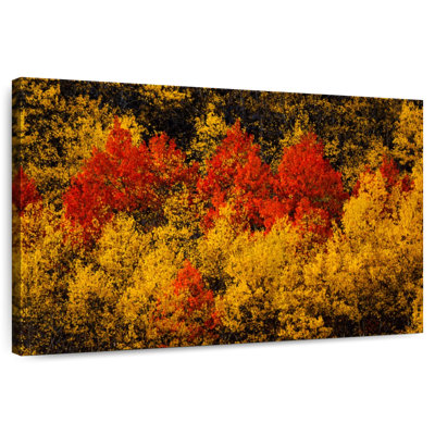 Harnek Fall Colored Trees